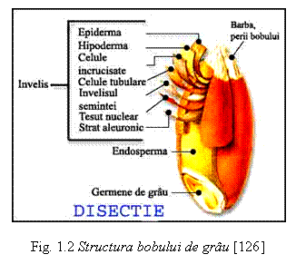 Text Box: 

Fig. 1.2 Structura bobului de grau [126]









Fig. 2.1 Structura anatomica bobului de grau
